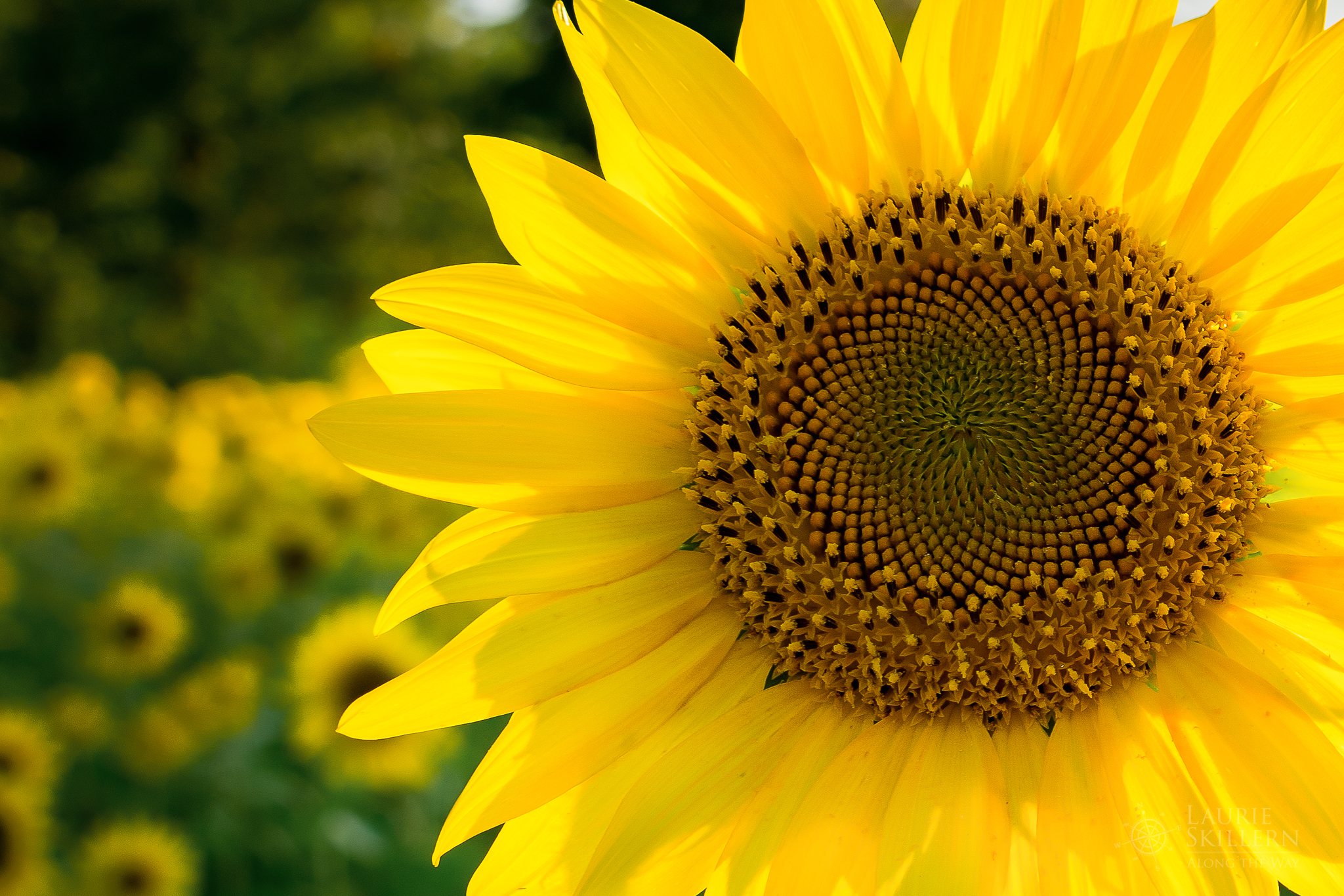 sunflower field near Conway, AR