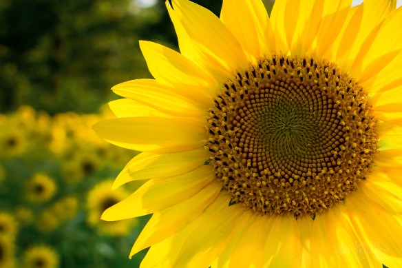 sunflower field near Conway, AR